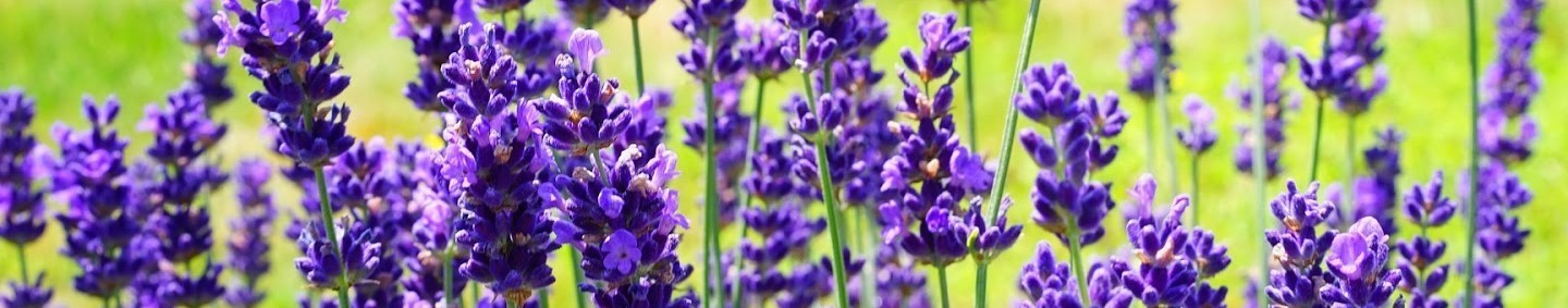 Lavanda